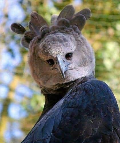Harpie